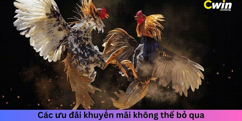 Top 5 Nhà Cái Đá Gà - Tìm Hiểu Nơi Có Tỷ Lệ Thắng Cao Nhất 5 Không thể bỏ qua các ưu đãi khuyến mãi lớn